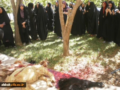 مراسم ذبح گوسفند به مناسبت عید قربان