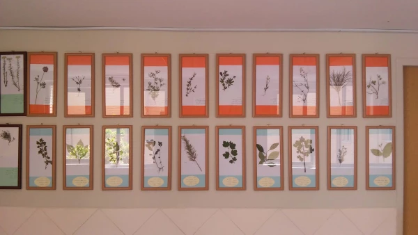 کلکسیون گیاهی به همت دانشجویان رشته زیست شناسی