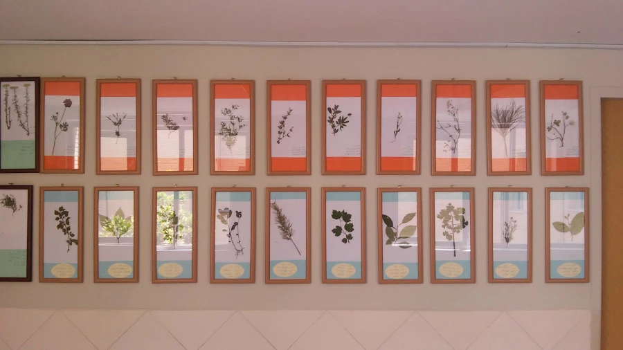 کلکسیون گیاهی به همت دانشجویان رشته زیست شناسی