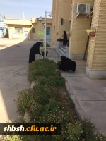 پاکسازی فضای دانشگاه درهفته منابع طبیعی