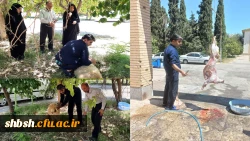 قربانی گوسفند به مناسبت عید سعید قربان 2