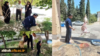 به همت کارکنان، اساتید و دانشجویان پردیس شهید باهنر انجام شد

قربانی گوسفند به مناسبت عید سعید قربان