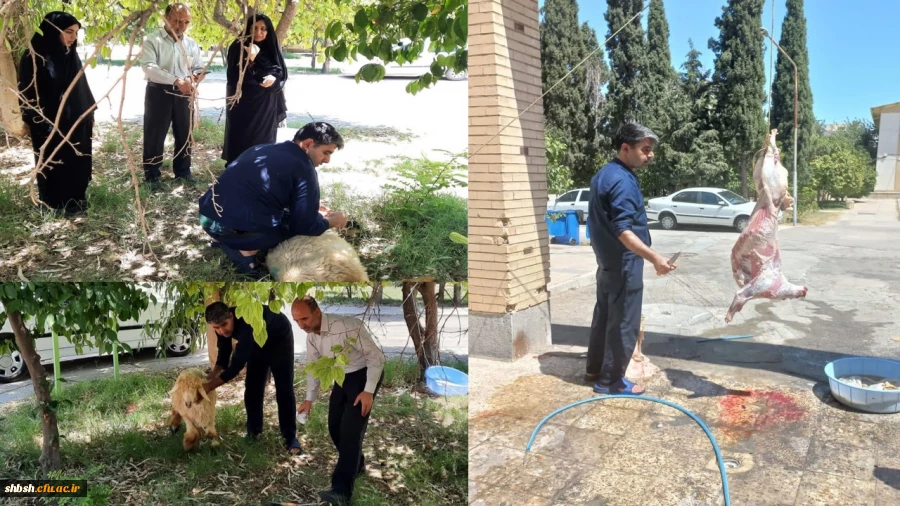 قربانی گوسفند به مناسبت عید سعید قربان 2